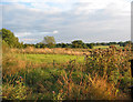 Evening sun on pasture, near Ivy Farm