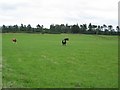 Grazing at Mid Feabuie Farm