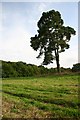 Lone tree at Park Covert