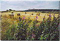 Bales near Satyrhills Farm