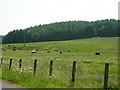 Field of Cattle Near Collin Cottage