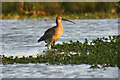 Curlew at Wood Lane Nature Reserve