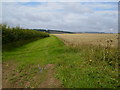 Field margin by the roadside near Little Broach Dale