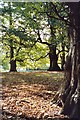 Amongst the beech trees, Dunham Massey