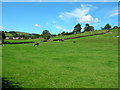 Cows near Lofthouse