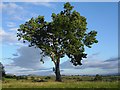 NY6532 : Lone tree, Kirkland by Hugh Chevallier