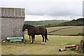 Horse and Foal