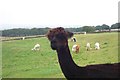 An Alpaca