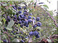 Sloes