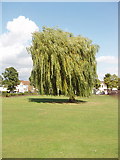 TQ2081 : Weeping willow, North Acton playing fields by David Hawgood