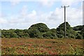 SW7943 : Carrine Common by Tony Atkin