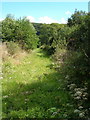 Pathway in Watkins Wood