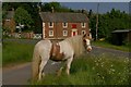 NY6137 : Traveller's Horse on Melmerby Village Green by Charles Rispin