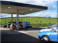 Service station with cows