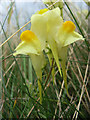 Common toadflax