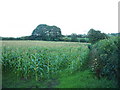 Maize field