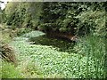 Wildlife pond - Magnolia Park, Hawkwell