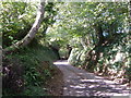 Sunken lane, Lower Sigdon