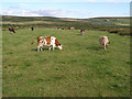 Cattle grazing north of Carn Vres