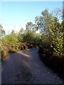 Track leading to a camping field