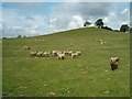 Sheep grazing at Littleton