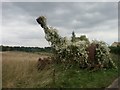 Overgrown farm machinery, Arlington, near Bibury