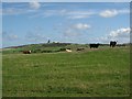 Curious Cows