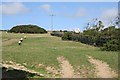 Sheep Pasture by the A39