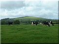 Farmland, looking towards Garn Bentyrch