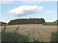 Corn field and woods near Dutchlands Farm