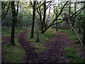 Woodland on Heathfield Down