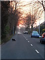 Swanland Rd Hessle with lucky Cat