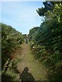 SW5929 : Path up Tregonning Hill, Balwest by Rich Tea