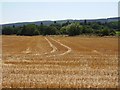 Wheat stubble, Bromfield