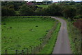 Lane leading to Carnroe Lock, River Bann