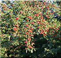 Haws on Moor Lane near Loughborough