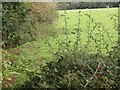 Field alongside Stubs Beck, Scholes, Cleckheaton