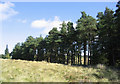 Pine trees near Blawearie