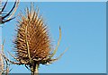 Teasel head