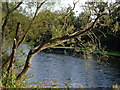 Willow by River Exe