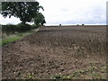 Hedge and Field