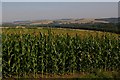 Maize Near Newcote Farm