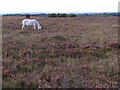 SU1711 : Pony grazing on Ibsley Common, New Forest by Jim Champion