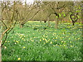 Daffodils at Biddick Hall