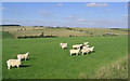 Sheep in grazing field