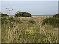 Wildflowers on Walmer beach