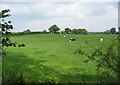 Cattle pasture by Oakhill Farm