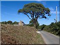 Tree on lane just west of Modbury