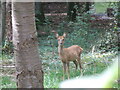 Young Roe deer