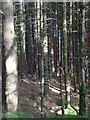 NN1468 : Forest, Glen Nevis by Andrew Smith
